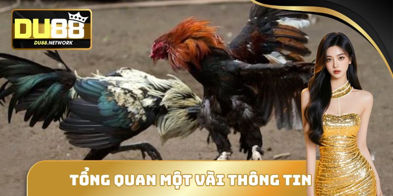 Đá Gà Trực Tiếp DU88 - Sân Chơi Đổi Thưởng Uy Tín Đẳng Cấp 1 Sảnh cược đổi thưởng đá gà trực tiếp DU88 cực uy tín