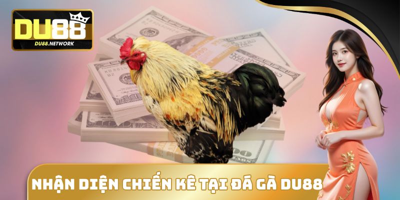 Đá Gà DU88 - Thể Thao Máu Lửa Thu Hút Đông Đảo Hội Viên 5 Nhận diện chiến kê tại đá gà DU88